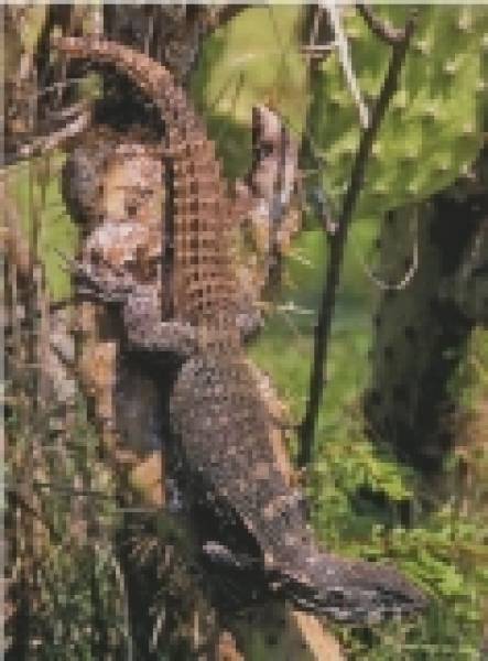 Lizards of Mexico